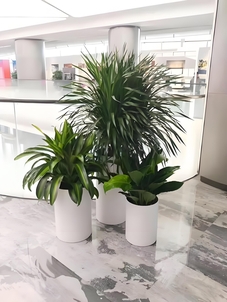 余姚盆景租摆，为您的空间注入自然之美